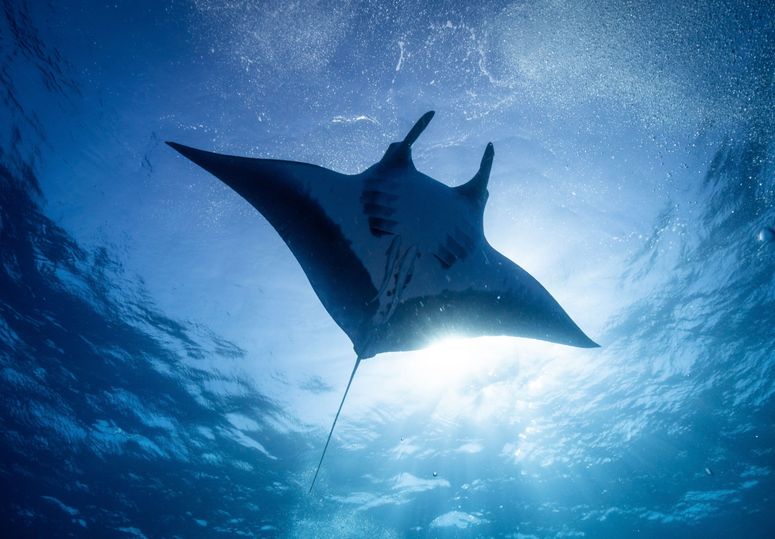 Toma de ángulo bajo de un pez Manta raya en el mar claro bajo la brillante luz del sol.