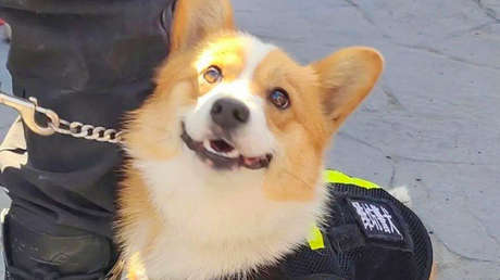 Conozcan a Fu Zai, el primer perro policía corgi de China (VIDEOS)