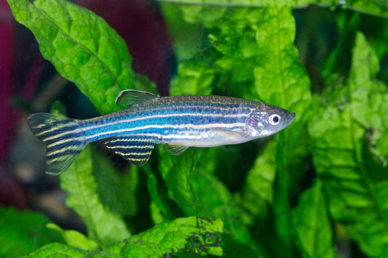 Pez cebra (Danio rerio) en acuario.