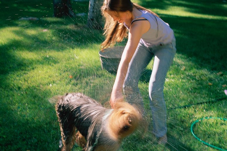 Un perro sacudiendose tras tomar un baño.