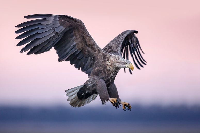 Águila